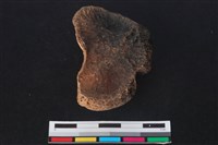 梅花鹿骨藏品圖，第1張