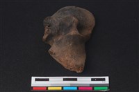 梅花鹿骨藏品圖，第2張