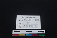 梅花鹿骨藏品圖，第3張