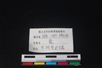 梅花鹿骨藏品圖，第3張