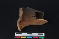 梅花鹿骨藏品圖，第2張