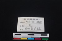 梅花鹿骨藏品圖，第3張