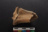 梅花鹿骨藏品圖，第1張