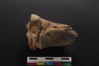 梅花鹿骨藏品圖，第2張