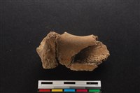 梅花鹿骨藏品圖，第3張