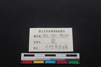 梅花鹿骨藏品圖，第4張