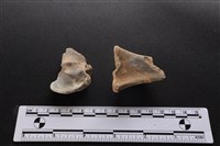 梅花鹿骨藏品圖，第1張