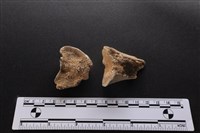 梅花鹿骨藏品圖，第2張