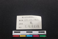 梅花鹿骨藏品圖，第3張