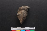 梅花鹿骨藏品圖，第1張