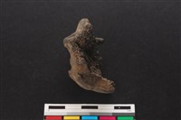 梅花鹿骨藏品圖，第2張