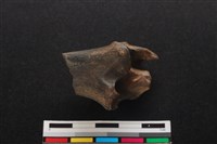 梅花鹿骨藏品圖，第1張