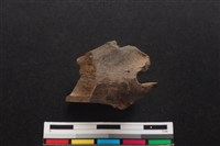 梅花鹿骨藏品圖，第2張