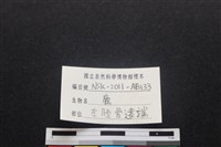 梅花鹿骨藏品圖，第3張