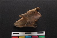 梅花鹿骨藏品圖，第1張