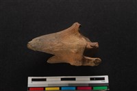 梅花鹿骨藏品圖，第2張