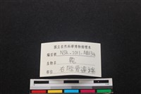 梅花鹿骨藏品圖，第3張