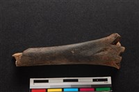 梅花鹿骨藏品圖，第1張