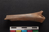 梅花鹿骨藏品圖，第2張