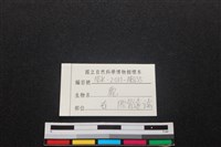 梅花鹿骨藏品圖，第3張