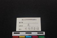 梅花鹿骨藏品圖，第3張