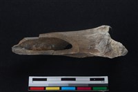 梅花鹿骨藏品圖，第1張