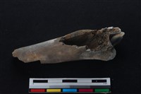 梅花鹿骨藏品圖，第2張