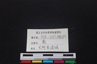 梅花鹿骨藏品圖，第3張