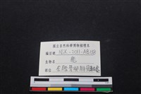 梅花鹿骨藏品圖，第3張