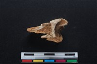 梅花鹿骨藏品圖，第1張