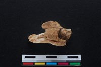 梅花鹿骨藏品圖，第2張