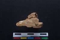 梅花鹿骨藏品圖，第3張