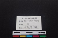 梅花鹿骨藏品圖，第4張