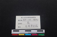 梅花鹿骨藏品圖，第3張