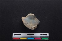 梅花鹿骨藏品圖，第1張