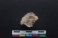 梅花鹿骨藏品圖，第2張