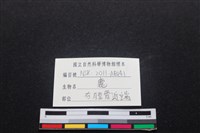 梅花鹿骨藏品圖，第3張