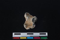 梅花鹿骨藏品圖，第1張