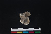 梅花鹿骨藏品圖，第2張