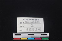 梅花鹿骨藏品圖，第3張