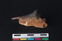 梅花鹿骨藏品圖，第1張