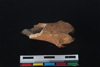 梅花鹿骨藏品圖，第2張