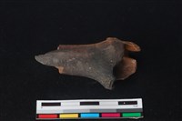 梅花鹿骨藏品圖，第3張