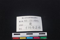 梅花鹿骨藏品圖，第4張