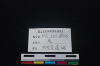 梅花鹿骨藏品圖，第3張