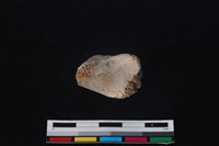 梅花鹿骨藏品圖，第1張