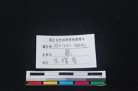 梅花鹿骨藏品圖，第3張