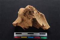 梅花鹿骨藏品圖，第1張