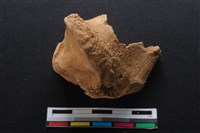 梅花鹿骨藏品圖，第2張