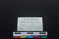 梅花鹿骨藏品圖，第3張